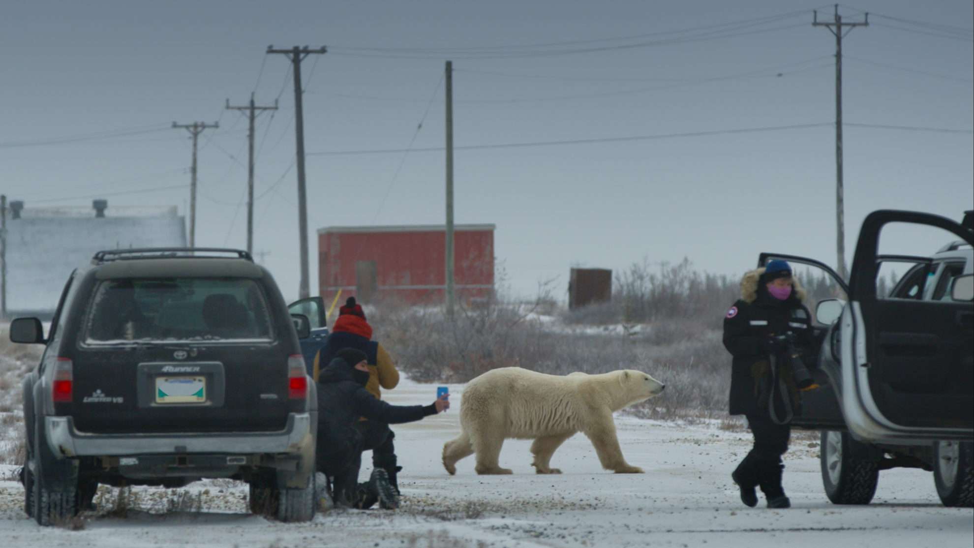 Nuisance Bear